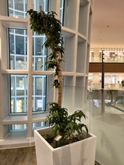 Acer serrulatum