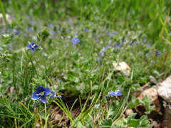 Veronica cuneifolia