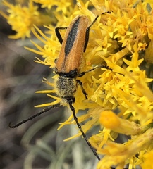 Crossidius punctatus