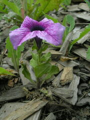 Petunia