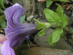 Petunia