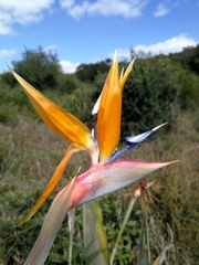 Strelitzia reginae reginae