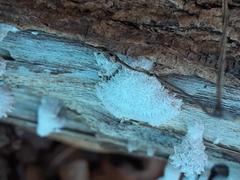 Schizophyllum commune