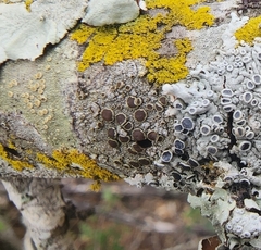 Lecanora