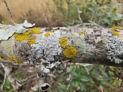 Lecanora