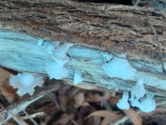Schizophyllum commune