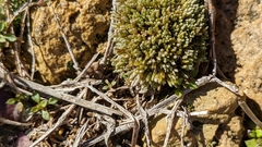 Bryum argenteum