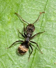 Dolichoderus bispinosus