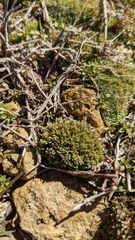 Bryum argenteum