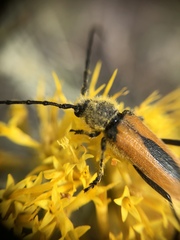 Crossidius punctatus
