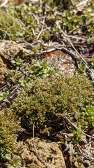 Bryum argenteum