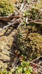Bryum argenteum