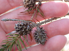 Adelges abietis
