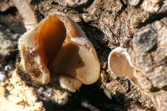 Auriculariales