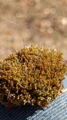 Bryum argenteum