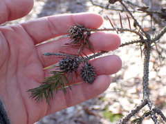 Adelges abietis