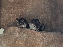 Chinchilla chinchilla