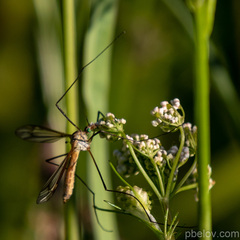 Tipula vernalis