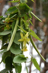 Prestonia mollis