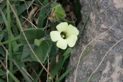 Thunbergia capensis