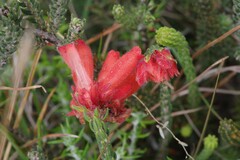 Erica cerinthoides