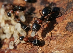 Camponotus dalmaticus