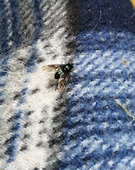 Dasyomma caeruleum