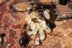 Camponotus dalmaticus