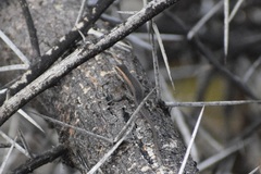 Trachylepis spilogaster