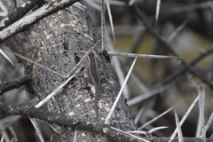 Trachylepis spilogaster