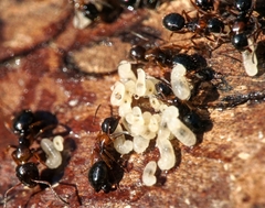 Camponotus dalmaticus