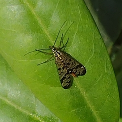Panorpa germanica