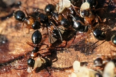 Camponotus dalmaticus