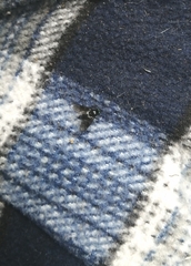 Dasyomma caeruleum