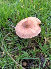 Pholiota terrestris