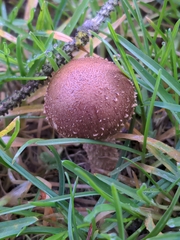 Pholiota terrestris