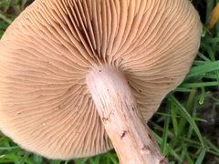 Pholiota terrestris