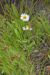 Erigeron coulteri