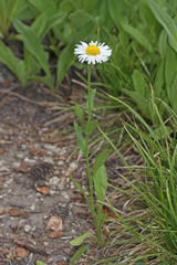 Erigeron coulteri