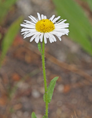 Erigeron coulteri