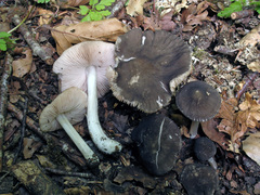 Pluteus cinereofuscus