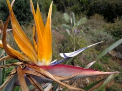 Strelitzia reginae reginae