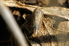 Euscelis lineolatus