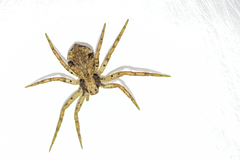 Pulchellodromus