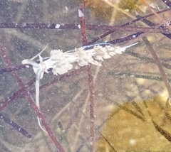 Dondice occidentalis