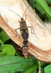 Dysdercus nigrofasciatus