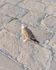 Larus