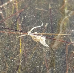 Dondice occidentalis