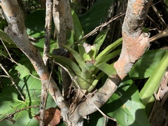 Wittmackia lingulata