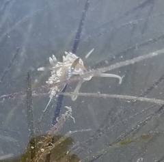 Dondice occidentalis